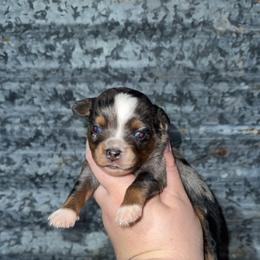 Blue Merle female 2 - Blue merle female Miniature Australian Shepherd puppy in Liberty, Mississippi from Liberty Oaks Aussies and Dachshunds