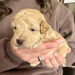 Assorted Doodle Crosses Puppies from Kovalenko Poodles