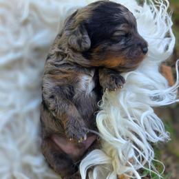 Cayman - male Cavapoochon puppy in Bullard, Texas from Cavapoochon Central LLC