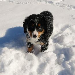 Xena - Black rust and white female Bernese Mountain Dog puppy in Harrisburg, North Carolina from Bunn Ranch Goldens & Bernese