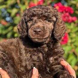 June Bug - Brown male Poodle puppy in Midwest City, Oklahoma from Strawberry Hill Puppy Patch