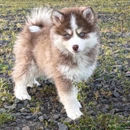 Chowder - Chocolate male Pomsky puppy in Mc Minnville, Oregon from West Coast Pomskies