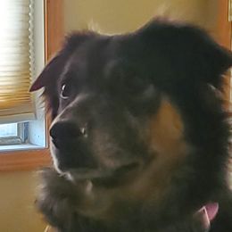 Madison - Australian Shepherd