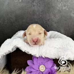 Rogue - White female Companion Cross puppy in Utah County, Utah from Big Hearted Breeders