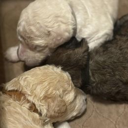 Goldendoodles from Watkin's Goldendoodles