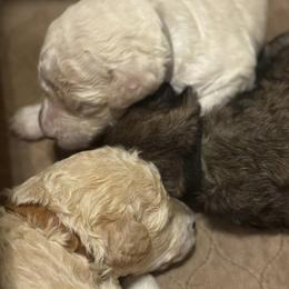 Goldendoodles from Watkin's Goldendoodles