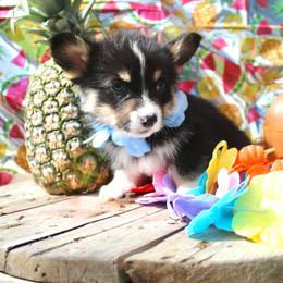 Jaq - White and black male Pembroke Welsh Corgi puppy in Valley, Washington from Corgis of the Mountain Valley