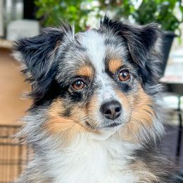 Strudel - Toy Australian Shepherd