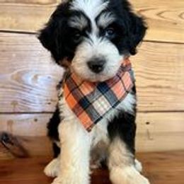 Boy 4 - Aussiedoodle puppy from Darling Doodles of Texas