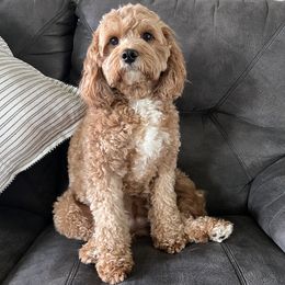 Remi - Cavapoo