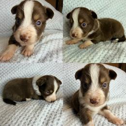 Red tri male - Red tri male Toy Australian Shepherd puppy in Brooker, Florida from Honey, I Shrunk the Aussies