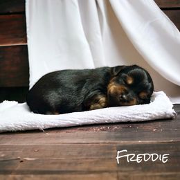 Yorkshire Terrier Puppies from Celestial Family Terriers (Yooper Yorkies)