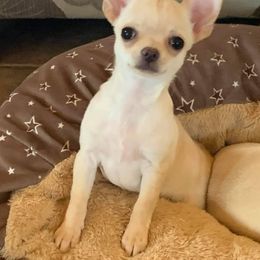 American Staffordshire Terrier and Chihuahua Puppies from Bellastaff
