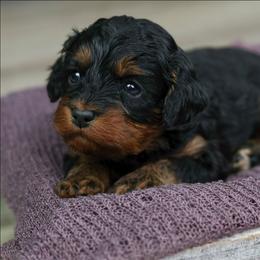 Olive - Black and tan female Cavapoo puppy in Casa, Arkansas from Blue Diamond Puppies