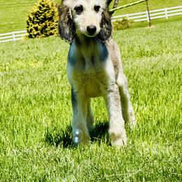 Domino Female 2 - Blue and cream female Afghan Hound puppy in Carlisle, Pennsylvania from Winterberry Afghan Hounds