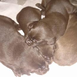 Labrador Retriever Puppies from AimPowers Retrievers