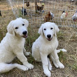 Hudson - White male Maremma Sheepdog puppy in Kings County, California from Prancing Pony Farm Maremma Sheepdogs