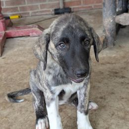 6 - Girl - Brown female Anatolian Pyrenees puppy in Marysville, Ohio from Brotherton Family Farms