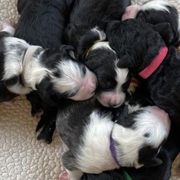 Goldendoodle Puppies from Patriot Puppies