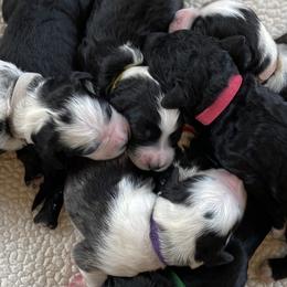 Goldendoodle Puppies from Patriot Puppies