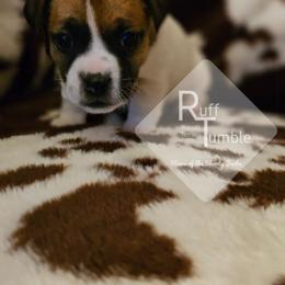 Girl 3 - White and tan female Russell Terrier puppy in Harvel, Illinois from Ruff and Tumble Russell Terriers