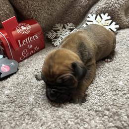 Male - Fawn male Boerboel puppy in Flemingsburg, Kentucky from Aussgardian Boerboels