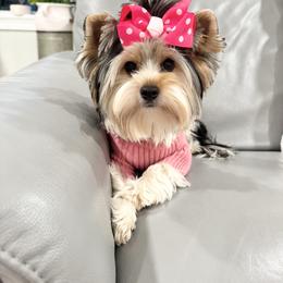 Pearls Pretty in Pink - Biewer Terrier