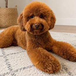 Holly-Love - Goldendoodle