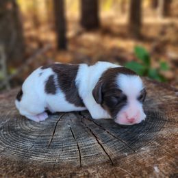 Indiana - Brown white and tan male Cockapoo puppy in Louisburg, North Carolina from Raven Oak's Mini Cockapoos