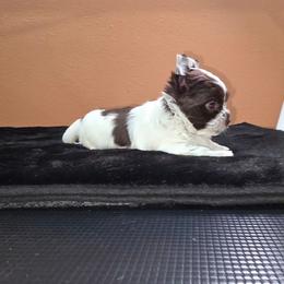 Yorkie Parti boy 1 - Parti male Yorkshire Terrier puppy in Tempe, Arizona from Pooch Perfect Puppies