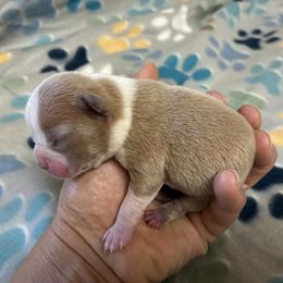 Taffy - Lilac female Boston Terrier puppy in Corning, California from SB Bostons / Raksha Malinois