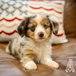 Independence - Red merle female Miniature Australian Shepherd puppy in Buena Vista, Colorado from Wigglebutts Unlimited