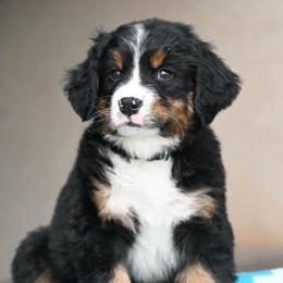 Dark Green Collar Boy - Tri-color male Bernese Mountain Dog puppy in Loveland, Colorado from Grateful Bernese & Gage's Goldens
