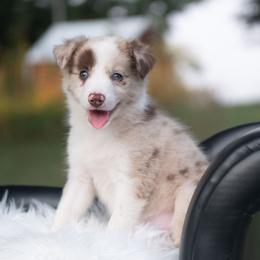 Phoenix - Red merle female Border Collie puppy in Conway, Missouri from 2J 2K Border Collies | Maremma Sheepdogs