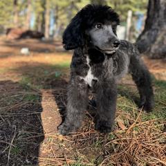 Aussiedoodle, Poodle, and Saint Berdoodle Puppies from Remington Kennels, LLC