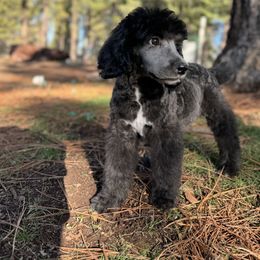 Aussiedoodle, Poodle, and Saint Berdoodle Puppies from Remington Kennels, LLC
