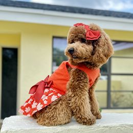 Cavapoo, Cockapoo, and Poodle Puppies from Benji’s Cockapoos