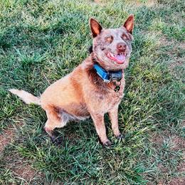 Grizzly - Australian Cattle Dog