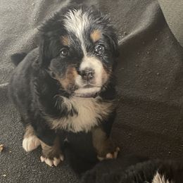 Bernese Mountain Dog Puppies from Hilltop K9