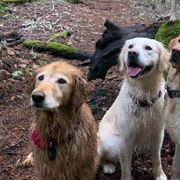 Golden Retrievers and Working Dog Crosses from Level Up Retrievers
