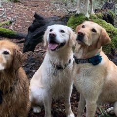 Golden Retrievers and Working Dog Crosses from Level Up Retrievers