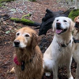 Golden Retrievers and Working Dog Crosses from Level Up Retrievers