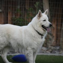 Jagger - Berger Blanc Suisse