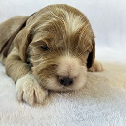 Saturday - Buff and white male Cockapoo puppy in Adrian, Oregon from ApplebyFarm