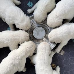 Golden Retrievers from Purebred Golden Paws