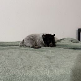 Boy 1 - Blue speckled male Australian Cattle Dog puppy in Concrete, Washington from Back Country Cattle dogs