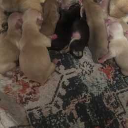 Chihuahua Puppies from Van Ausdoll Kennels