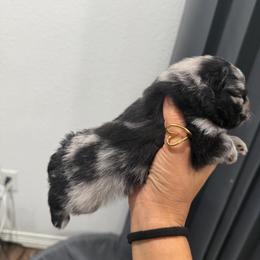 Hermés - Blue merle male Pomeranian puppy in Moody, Texas from Luxury Pets of Central Texas