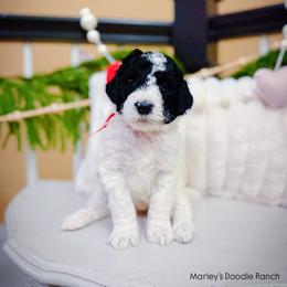 Fidget - Black and white male Sheepadoodle puppy in Danville, Indiana from Marley’s Doodle Ranch
