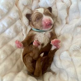 Rudy - Red  male Goldendoodle puppy in Apopka, Florida from The Classic Doodle